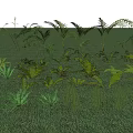Lush Green Grass With Various Fern And Herbaceous Plants Boasting Diverse Leaf Structures