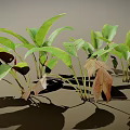 Vibrant Green Leafy Plants Featuring Broad Fresh Leaves and Cast Shadows on Neutral Backdrop