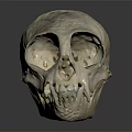 Primate Skull With Natural Texture And Distinct Facial Features On Dark Background