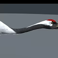 Red-crowned Crane Flying With White Body Black Wings Red Crown And Long Legs