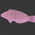 Vibrant Red Orange Fish With Shiny Scales And Unique Body Isolated On Dark Background