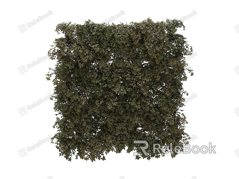 Grapevine wall plant plant wall climbing plant vine plant model