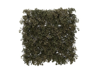 Grapevine wall plant wall climbing plant vine plant model