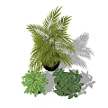 Indoor Potted Plants In Black Pots With Lush Leaves And Various Sizes