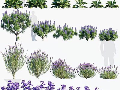 Various Types of Lavender Shrubs with Purple Flowers for Garden Landscaping 3d model