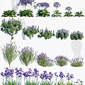 Various Types of Lavender Shrubs with Purple Flowers for Garden Landscaping