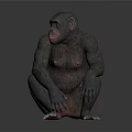 Realistic Chimpanzee Model Sitting Crouched With Detailed Features On Gray Background 3d model