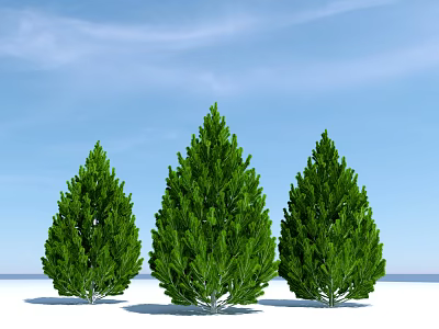 Three Lush Evergreen Trees Standing Against Blue Sky With Snowy Ground 3d model