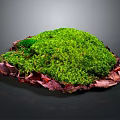 Vibrant Green Moss Plant Thriving on Natural Substrate with Dark Background