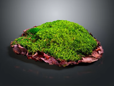 Vibrant Green Moss Plant Thriving on Natural Substrate with Dark Background 3d model