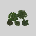 Green Bonsai Potted Plants For Indoor Decoration With Various Heights And Gray Cylindrical Pots