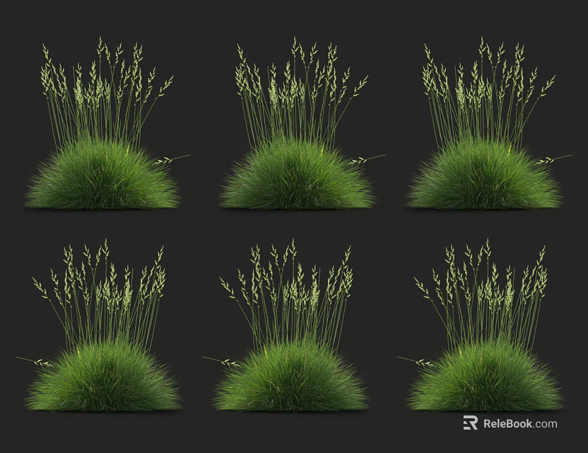 Green Tufted Grass with Feathery Light Green Spikes for Natural Garden Decoration 3d model 