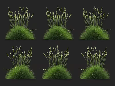 Green Tufted Grass with Feathery Light Green Spikes for Natural Garden Decoration 3d model
