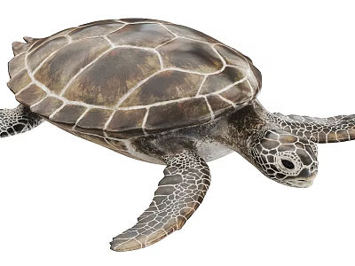 Swimming Sea Turtle With Detailed Brown And White Patterned Shell And Flippers 3d model