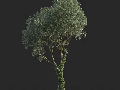 Lush Green Leafy Arbor With Ivy Covered Trunk And Dense Canopy 3d model