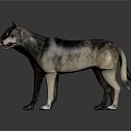Three Realistic Wolf Models Standing in Black and Gray Colors with Studio Lighting