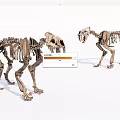 Two Standing Prehistoric Animal Skeleton Dolls Featuring Clear Bone Structure Against White Background 3d model