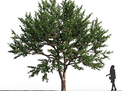 Lush Green Tree Bearing Fruits With A Silhouette In Natural Setting 3d model