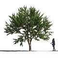 Lush Green Tree Bearing Fruits With A Silhouette In Natural Setting