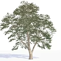 Tall Arbor With Green Foliage Sturdy Trunk And Lush Canopy 3d model