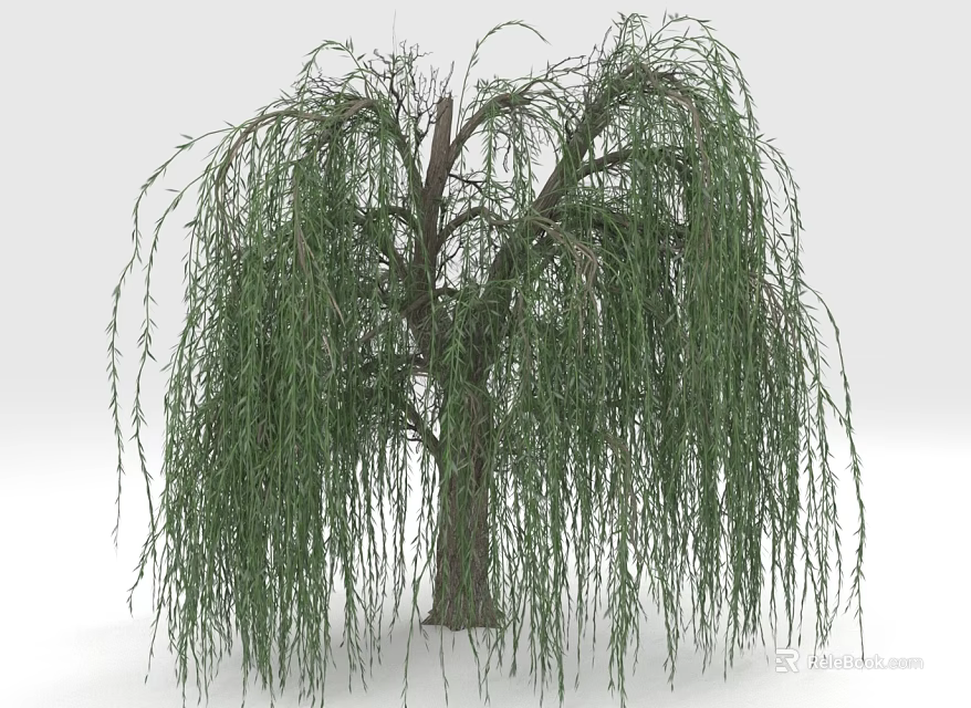 Weeping Willow Tree with Long Green Hanging Branches and Brown Trunk 3d model 