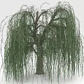 Weeping Willow Tree with Long Green Hanging Branches and Brown Trunk 3d model