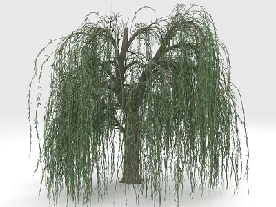 Weeping Willow Tree with Long Green Hanging Branches and Brown Trunk 3d model