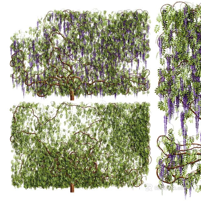 Lush Natural Vines with Green Leaves Purple Flowers and Twisted Branches 3d model 