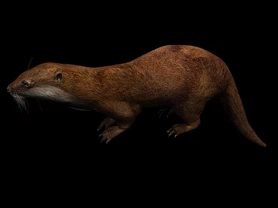 Realistic Reptile 3D Model Featuring Brown Scales White Belly On Black Background 3d model