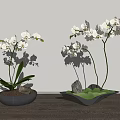 White Orchid Bonsai Potted Plants in Grey Bowl and Green Leaf Shaped Pots with Stones