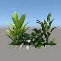 Diverse Green Plants With Various Leaf Shapes And Lush Foliage