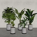 Indoor Bonsai Potted Plants With White Pots Golden Edges And Large Green Leaves