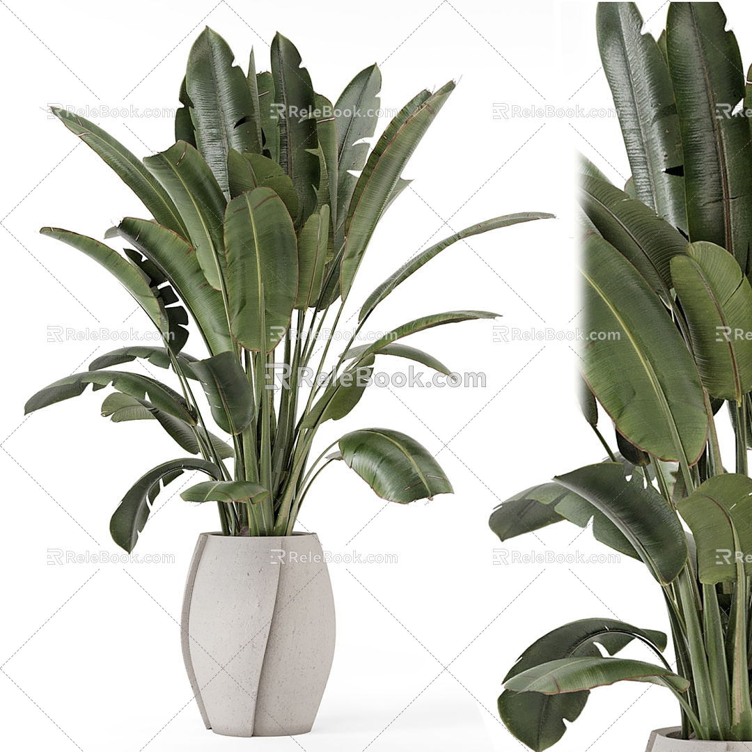 Indoor plants in rusty concrete pots model