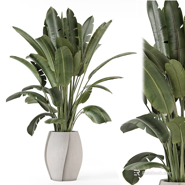 Lush Green Potted Plant With Large Leaves In White Ceramic Pot For Indoor Decoration 3d model 