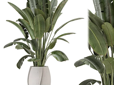 Lush Green Potted Plant With Large Leaves In White Ceramic Pot For Indoor Decoration 3d model