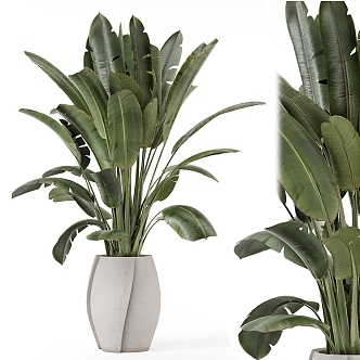 Indoor plants in rusty concrete pots 3d model