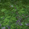 Green Tree Featuring Dense Lush Green Leaves and Brown Trunk on Gray Background