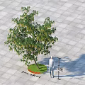 Tall Arbor With 8.5 Meters Height On Square Paved Ground And Circular Lawn