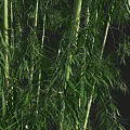 Tall Green Bamboo Stems With Lush Leaves In Natural Growth Environment