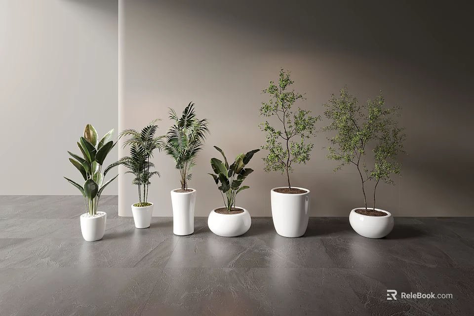 Various Types of Bonsai Potted Plants in White Pots on Gray Tabletop 3d model 