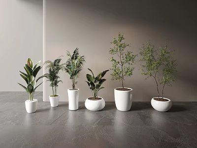 Various Types of Bonsai Potted Plants in White Pots on Gray Tabletop 3d model