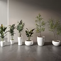 Various Types of Bonsai Potted Plants in White Pots on Gray Tabletop