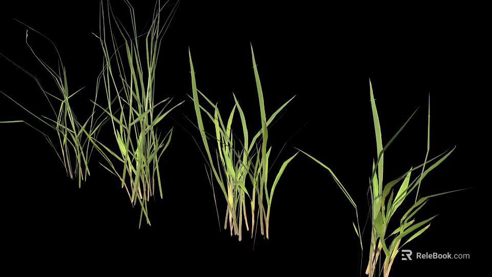 Fresh Green Grass Plants Growing in Various Heights Isolated on Black Background 3d model 