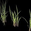Fresh Green Grass Plants Growing in Various Heights Isolated on Black Background