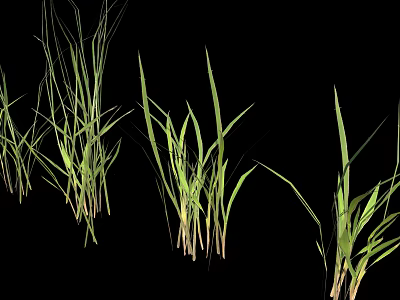Fresh Green Grass Plants Growing in Various Heights Isolated on Black Background 3d model