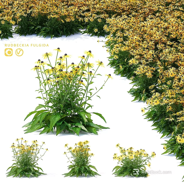 Rudbeckia fulgida Shrub With Yellow Flowers And Green Leaves For Garden Landscape 3d model 