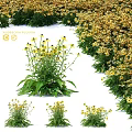 Rudbeckia fulgida Shrub With Yellow Flowers And Green Leaves For Garden Landscape