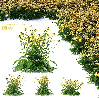 Rudbeckia fulgida Shrub With Yellow Flowers And Green Leaves For Garden Landscape 3d model