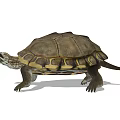 Detailed Reptile Turtle With Brown and Yellow Shell Crawling on White Background 3d model