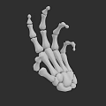 3D Model of Human Hand Bones Showing Anatomical Structure and Detailed Joints